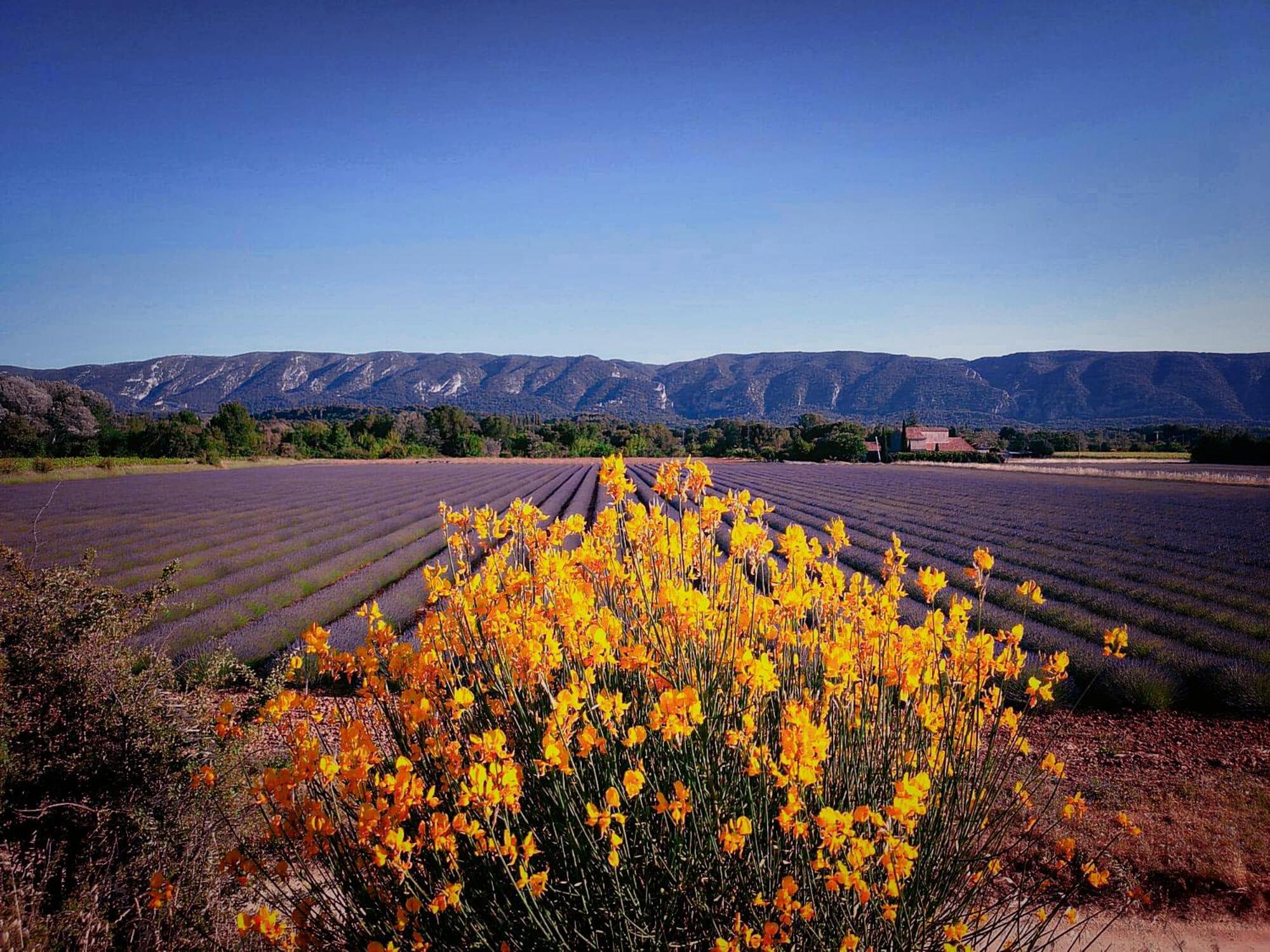 Le Mas De Roussillon Otel Roussillon en Isere Dış mekan fotoğraf